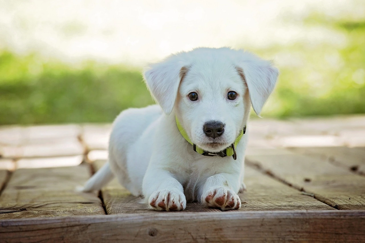 Pet Services